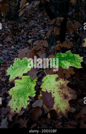 oak twig - autumn leaves in a semi-dark forest Stock Photo