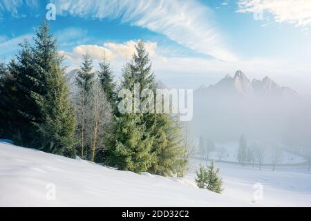 spruce forest on a snow covered hill. beautiful comosite mountain landscape in winter. misty weather with bright sky Stock Photo