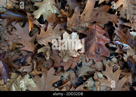 autumn leaves - background, texture of autumn oak leaves in a cold forest Stock Photo