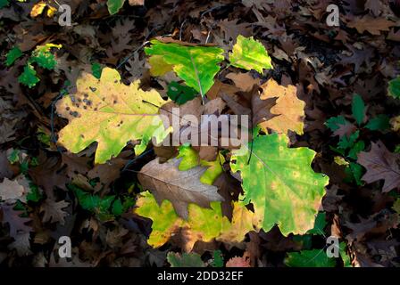 colorful leaves in the forest - autumn colors of oak leaves - abstraction in the forest Stock Photo