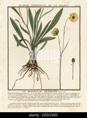 Grassy-leaved buttercup, La renoncule graminee, Ranunculus gramineus. Copperplate engraving printed in three colours by Pierre Bulliard from his Herbier de la France, ou collection complete des plantes indigenes de ce royaume, Didot jeune, Debure et Belin, 1780-1793. Stock Photo