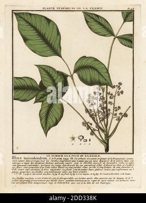 Atlantic poison oak, Toxicodendron pubescens. Le sumach a la puce ou alagale, Rhus toxicodendron. Copperplate engraving printed in three colours by Pierre Bulliard from his Herbier de la France, ou collection complete des plantes indigenes de ce royaume, Didot jeune, Debure et Belin, 1780-1793. Stock Photo