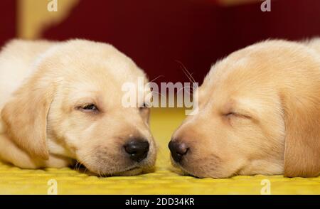 Two small Labrador puppies sleep peacefully next to each other Stock Photo