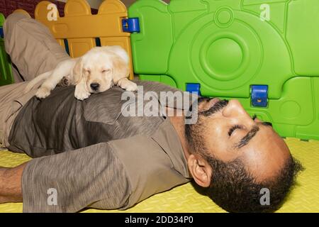 A small Labrador puppy sleeps peacefully on the chest of his sleeping owner Stock Photo