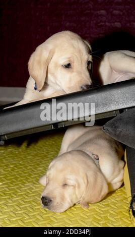 Two Labrador puppies sleeping with one on top of the plaform and one underneath the platform Stock Photo