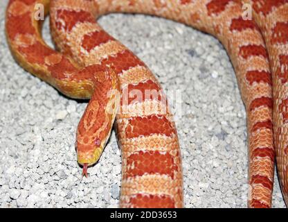 An orange colored American Corn Snake in captivity Stock Photo