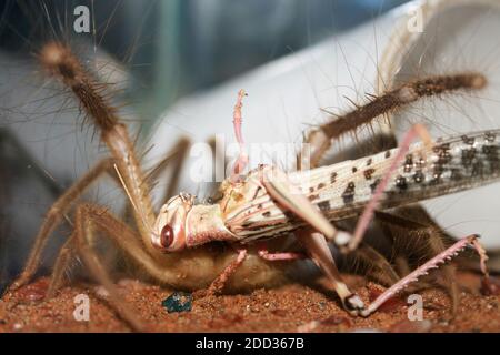 A large Camel Spider, also known as a Wind Scorpion, eat a larger grasshopper Stock Photo