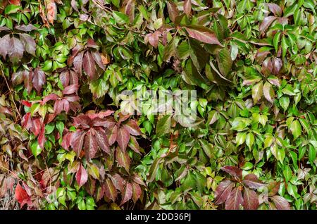 Wall braided with red-green wild grapes. Multicolored leaves of plant in sunbeams. Multitasking background. Without anyone. Stock Photo