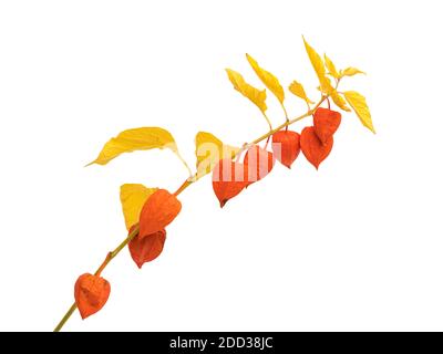 Wilting Physalis alkegengi or Chinese Lantern branch  full with fruits isolated on white background Stock Photo