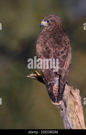 Common buzzard on perch Stock Photo