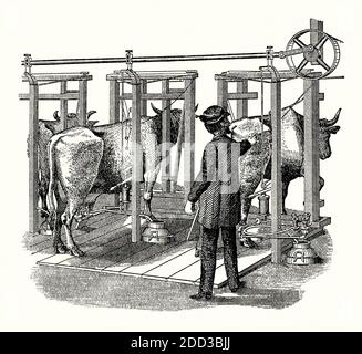 An old engraving of Colvin’s hydraulic milking machine. It is from a Victorian mechanical engineering book of the 1880s. In 1860, Lee Colvin invented the first hand-held pump device and in 1865 patented a machine with a pump mechanism. It was operated via a belt drive (top right). The cow milkers were worked by pumps that oscillated with the natural movement of a calf suckling. The milk was collected in churns below. It was the forerunner of today’s automatic milking systems (AMS), or voluntary milking systems (VMS), that were developed in the late 20th century. Stock Photo