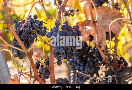 Close-up of bunches of ripe red grapes on vineyard. Alicante, Spain. Stock Photo
