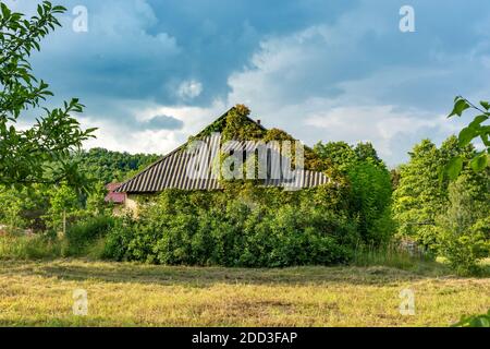 The old building is overgrown with wild grapes. Stock Photo