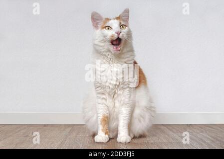 Cute tabby cat sitting on the floor and grimacing with mouth open. Stock Photo