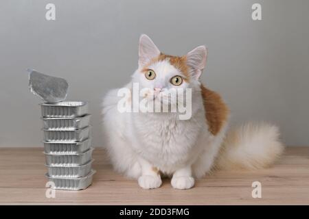 Cute tabby cat sitting next to food bowls on the table. and waiting for food. Stock Photo