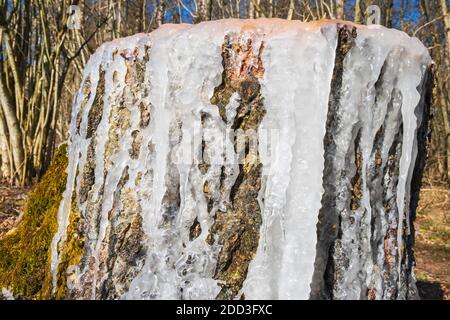 Tree stump with ice in the spring Stock Photo