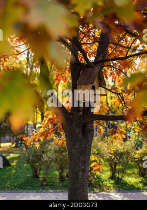 Birdhouse hidden in colorful foliage on a sunny autumn day Stock Photo