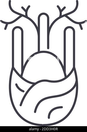 Fennel vegetable icon, linear isolated illustration, thin line vector, web design sign, outline concept symbol with editable stroke on white Stock Vector