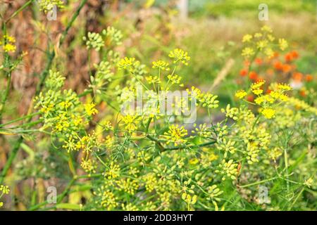 Star anise flowers bloom in the meadow. Many small yellow flowers grow in the farmers garden. Stock Photo