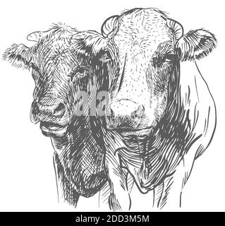 Two Cows heads. Hand drawn in a sketch style black and white Vector illustration Stock Vector