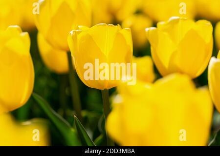 Blooming spring yellow tulips close-up on a blurry background with bokeh. Full frame of tulips, soft selective focus, warm background for a postcard f Stock Photo