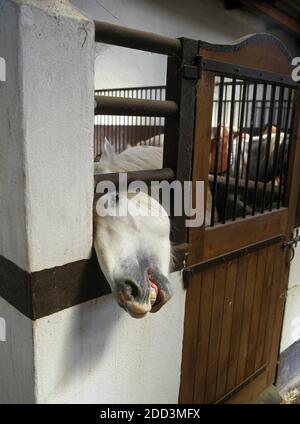 Camarguese Horse at Loose Box Stock Photo