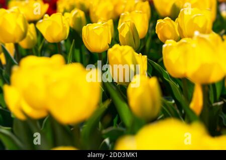 Blooming spring yellow tulips close-up on a blurry background with bokeh. Full frame of tulips, soft selective focus, warm background for a postcard f Stock Photo