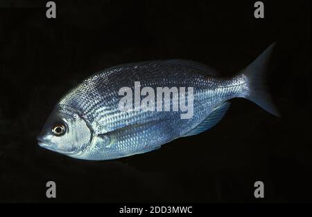 European Sea Bream, pagellus centrodontus, Adult Stock Photo