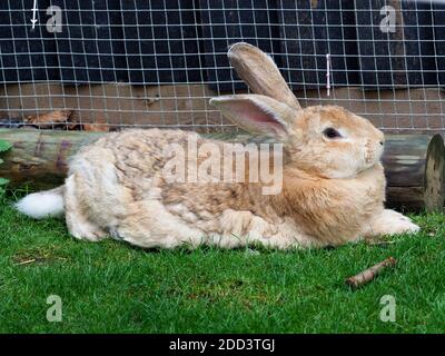 A Flemish Giant rabbit lays down and relaxs on he grass. Stock Photo