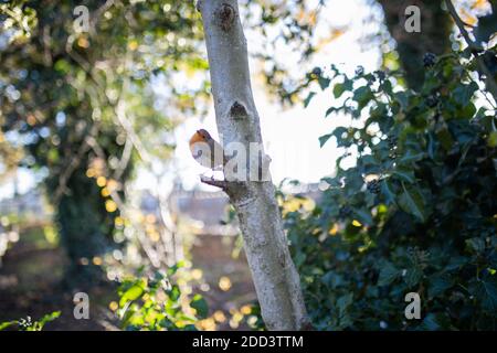 Majestic robin standing on the small branch of a tree Stock Photo