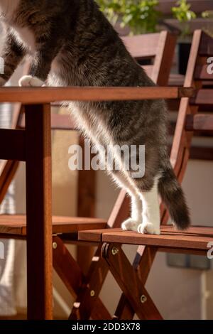 Cute striped domestic cat getting on the table. Cat back paws Stock Photo