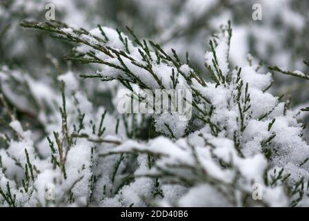 first snow on juniper branches Stock Photo