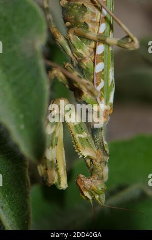 Devil's flower mantis Blepharopsis mendica. Pajonales. Integral Natural Reserve of Inagua. Tejeda. Gran Canaria. Canary Islands. Spain. Stock Photo