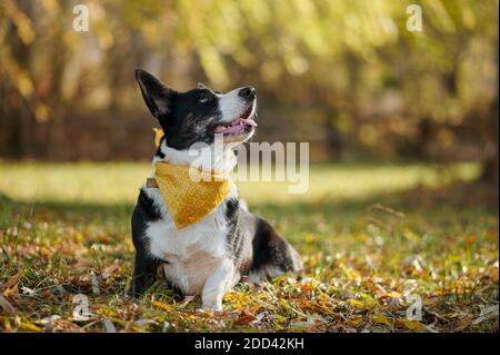Cardigan welsh corgi is sitting in yellow autumn leaves. Happy breed dog outdoors. Little black and white shepherd dog.
