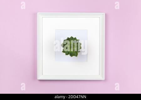 Live green succulent in a white square frame with a mat on a lilac-pink background. Home floriculture concept, interior decoration, minimalism. Horizo Stock Photo