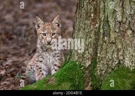 Eurasian lynx cub 2 months old
