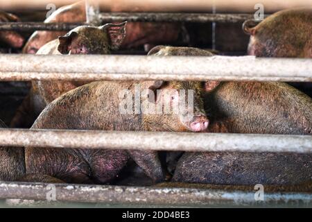 Pig farm. Close-up of a pig on a farm. Dirty Pigs in the dirty soil of the farm. Stock Photo