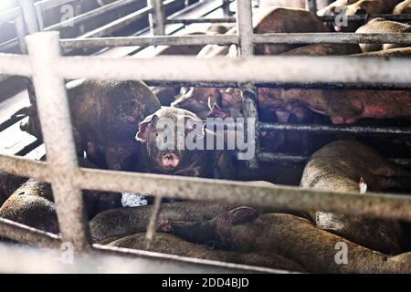 Pig farm. Close-up of a pig on a farm. Dirty Pigs in the dirty soil of the farm Stock Photo