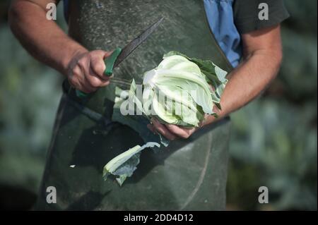 Carantec (Brittany, north-western France): cauliflower harvesting in a field in autumn, on the coast of the Bay of Morlaix. Stem cut with a knife, clo Stock Photo