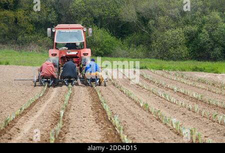 Saint-Pol-de-Leon (Brittany, north-western France): transplanting of artichoke seedlings in spring on the banks of the Bay of Morlaix Stock Photo