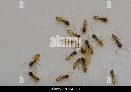 Ghost ants Tapinoma melanocephalum feeding on food scraps. Las Palmas de Gran Canaria. Gran Canaria. Canary Islands. Spain. Stock Photo