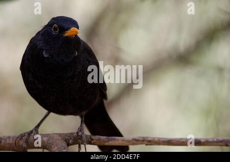 Madeiran blackbird Turdus merula cabrerae. Male. The Nublo Rural Park. Tejeda. Gran Canaria. Canary Islands. Spain. Stock Photo