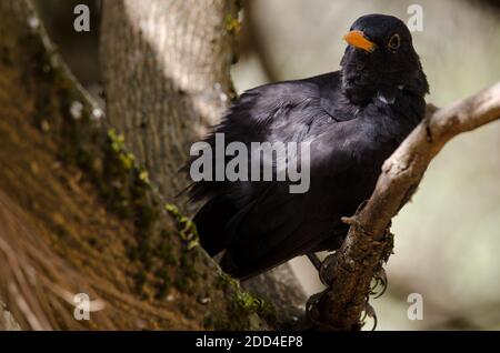 Madeiran blackbird Turdus merula cabrerae. Male. The Nublo Rural Park. Tejeda. Gran Canaria. Canary Islands. Spain. Stock Photo