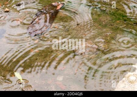 Rain drops in the water surface. Rain fall on the ground in rains season. Raindrops rippling in a puddle with bright sky reflection on it. Abstract Na Stock Photo