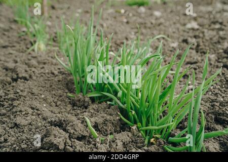 Spring green grass grows from the ground Stock Photo