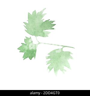 Green watercolor parsley leaf isolated on white background. Watercolor botanical illustration. Stock Photo