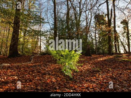 Fern in the Westwood Park in Latimer, Chiltern Hills, UK Stock Photo
