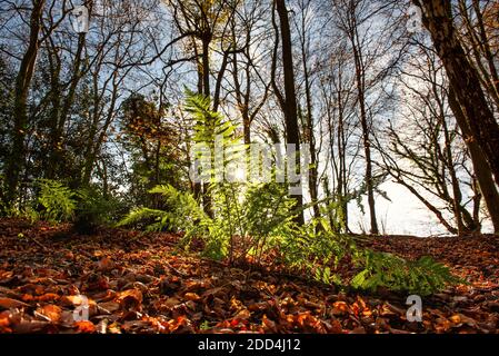 Fern in the Westwood Park in Latimer, Chiltern Hills, UK Stock Photo