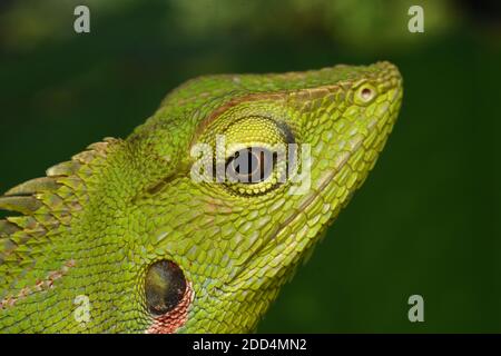 Close up photo of a green tree lizard head in Java that shows nose,  eye and tympanum. Stock Photo