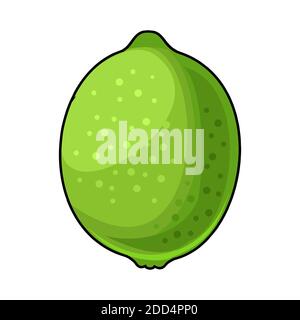 Lime fruit. The isolated object on a white background. Ripe. Cartoon flat style. Vector,Illustration. Stock Vector